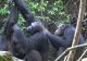 Cimpanzeii din comunitatea Rekambo, Africa de vest, sunt plini de surprize. Aceștia isi pot îngriji semenii, asemenea unor infirmieri 