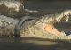 VIDEO Incredibil ce a avut la gât acest crocodil GIGANTIC. Cum a fost salvat 