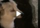 VIDEO – Din botul câinelui se auzea un zumzăit puternic și ciudat – Stăpânul animalului s-a speriat și a filmat totul – Deznodământ neașteptat