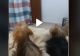 VIDEO – Reacția halucinantă a doi căței în momentul în care stăpânul le face o farsă: “Nimeni nu s-a așteptat la asta”