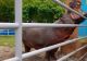 Singurul hipopotam din România: la ce grădină zoologică se află și ce vârstă are