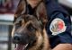 Un câine polițist a scăpat de închisoare un traficant de droguri după ce „a gustat” din marfă - Unde s-a întâmplat