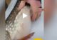 VIDEO – Pescarii au obsevat ceva suspect în burtă unui pește – Când l-au despicat, au rămas uimiți – Încă mișca