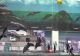 Delfinii din Harkov, spectacol cu publicul, la Constanța: simpaticele animale au impresionat spectatorii