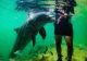 Delfinii au început să atace oameni. Alertă în Japonia, greșeala pe care o fac turiștii