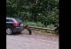 Gest incredibil. Un pui de urs ajută un șofer pe Transfăgărășan - Imagini virale - VIDEO 
