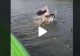 VIDEO – Câțiva turiști din Delta Dunării au observat un pelican care se zbătea – Când au ajuns cu barca mai aproape, au fost șocați