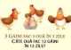 Problema de clasa I care dă bătăi de cap adulților. Câte ouă fac 12 găini în 12 zile?