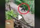 VIDEO – Un maramureșean s-a întâlnit cu o ursoaica cu pui, în pădure – Reacția animalului, înspăimântătoare