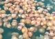 Portul Tomis, invadat de MEDUZE! Biolog: "Este un fenomen normal, firesc"