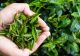 Cum poți slăbi spectaculos: 9 plante care te fac să uiți de kilogramele în plus - Cea mai sănătoasă dietă