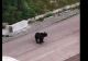 PERICOL la un loc de joacă din Predeal! Urs surprins în apropiere: zona era plină de copii - VIDEO 