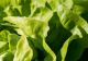 Salata verde este mai periculoasă pentru sănătate decât carnea de porc. Dacă observi ASTA, evită consumul!