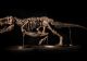 Scheletul unui T. Rex, retras de la vânzare. Scandal uriaș la o vânzare de 25 de milioane de dolari
