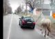 Imaginile cu un cal tras de un BMW au devenit virale! Șoferul care a filmat scena și cel vinovat de abuz împotriva animalelor, aspru amendați