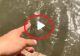 VIDEO – A observat un pește pe fundul apei și a vrut să le arate și prietenilor. Ce a urmat întrece orice imaginație