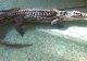 Cel mai mare crocodil din România are patru metri lungime și 300 de kilograme. „Bestia” poate fi vizitată la Grădina Zoologică Sibiu 