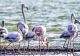 Imagini spectaculoase pe litoral. Stol de păsări flamingo pe Lacul Techirghiol - FOTO