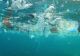 Marea Neagră, primul loc în topul celor mai poluate mări din Europa - Plasticul face ravagii în fauna marină