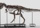 O casă de licitații vinde un schelet de dinozaur. Prețul astronomic cerut pentru reptila preistorică
