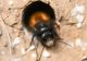 VAMPIRUL albinelor face ravagii. Alertă printre apicultorii români