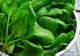 Spanacul și urzicile: BENEFICIILE superalimentelor la îndemâna tuturor