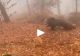 VIDEO – Un român s-a întâlnit cu ursul în pădure, însă, din fericire, ceva haios s-a întâmplat – Totul a fost filmat și imaginile au devenit virale