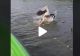 VIDEO – Câțiva turiști din Delta Dunării au observat un pelican care se zbătea – Când au ajuns cu barca mai aproape, au fost șocați