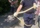 Invazie de ȘERPI în mai multe zone din țară! Alertă maximă - VIDEO