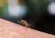 MALARIA declanșează alerta sanitară în SUA, după 20 de ani - Cum se transmite și ce simptome are boala mortală