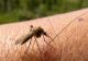 Pericolul verii. Riscul de boli transmise de ţânţari, în creştere în Europa- STUDIU