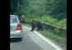 Urs atacat pe Transfăgărășan de pasagerul unui autoturism. VIDEO cu momentul agresiunii