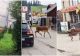Căprioară, filmată cum se plimbă pe străzile din Vatra Dornei și mănâncă din tufișurile de lângă blocuri 