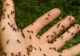 Trucul care te scapă de furnicile din casă sau curte. Este natural și mult mai eficient față de insecticidele chimice
