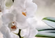 Sfaturi de îngrijire a orhideelor. Ce trebuie să facem pentru ca planta să rămână înflorită cât mai mult timp