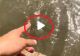 VIDEO – A observat un pește pe fundul apei și a vrut să le arate și prietenilor. Ce a urmat întrece orice imaginație