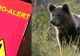 Mesaj RO-ALERT privind prezența unui urs pe străzile din municipiul Bistrița! Animalul s-a plimbat în voie pe străzi