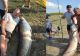 Operațiunea "Monstrul" de Botoșani. Cum arată un pește de 70 de kilograme? - VIDEO