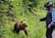 Motociclist atacat de URS, pe Transfăgărășan. Gestul inconștient cu care l-a provocat pe animal - VIDEO
