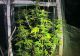 Un profesor din Bacău și-a făcut o seră specială de cultivat canabis. Procurorii DIICOT i-au oprit „cursurile de botanică” 