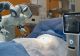 Primul transplant de ficat asistat de un robot a fost un SUCCES. Pacientul s-a recuperate rapid