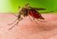 Cresc infectările cu West Nile în județul Brăila: 2 noi cazuri - Cifre oficiale INSP în România: peste 50 de cazuri și 8 decese
