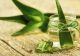 Cum se folosește Aloe Vera - „planta nemuririi”, leac cu peste 220 de vitamine, minerale, polizaharide