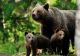 Ursoaică, însoțită de 2 pui, împușcată în Harghita - A fost rănită grav de o mașină pe Drumul European 578