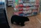 Un urs a furat o pungă cu jeleuri în formă de... ursuleți dintr-o benzinărie - VIDEO