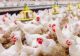 Panică în România! Autorităţile au raportat apariţia unui focar de gripă aviară