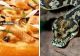 O nouă specialitate de pizza îi uimește pe fanii acestui produs. Preparatul cu carne de șarpe, introdus în meniul celui mai cunoscut restaurant din lume 
