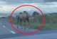 Întâmplare bizară, trăită de un șofer, pe un drum din județul Cluj: o cămilă i-a tăiat calea! Val de ironii pe internet - VIDEO