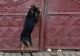 Amendă de 15.000 de lei pentru un bărbat care și-a abandonat câinele în fața casei. Animalul a mobillizat tot orașul cu plânsetele sale. VIDEO