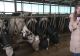 Ferme în prag de faliment, fermierii sunt disperați, duc vacile la abator în timp ce România importă lactate care n-au văzut laptele